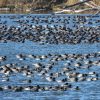 DeSoto Lake in the DeSoto National Wildlife Refuge