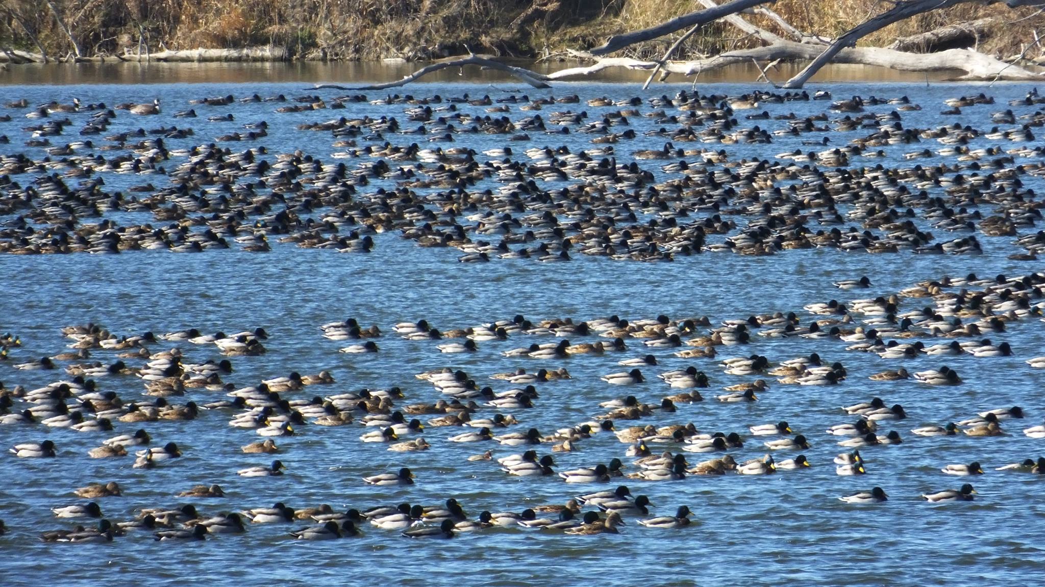 DeSoto Lake in the DeSoto National Wildlife Refuge