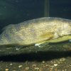A walleye, Iowa's prize gamefish