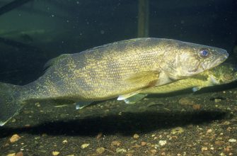 A walleye, Iowa's prize gamefish
